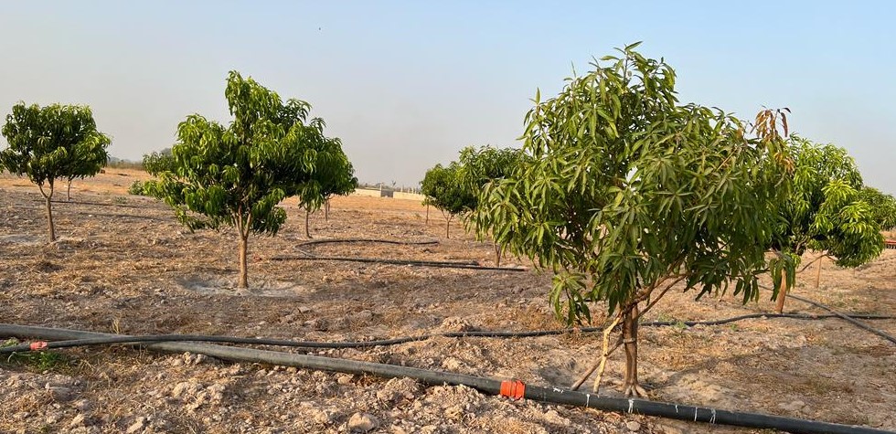FARM%20 %20BaySaWaar