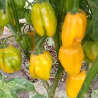 Piment Loleza