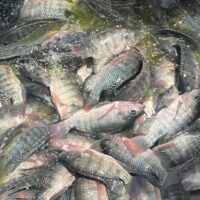 Tilapia