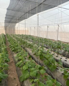 FARM - BaySaWaar