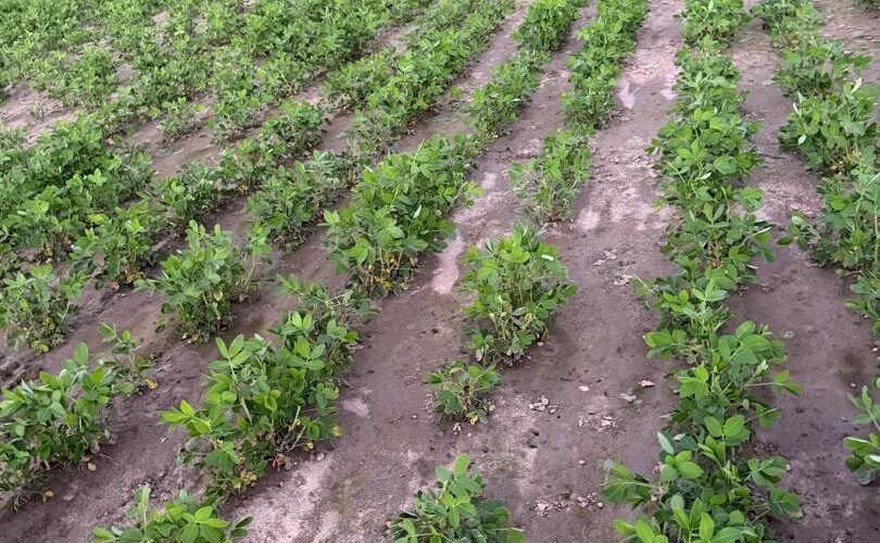 Parcelle d'arachide en pleine floraison à la ferme FARM (BaySaWaar), campagne d'hivernage 2026 au Sénégal