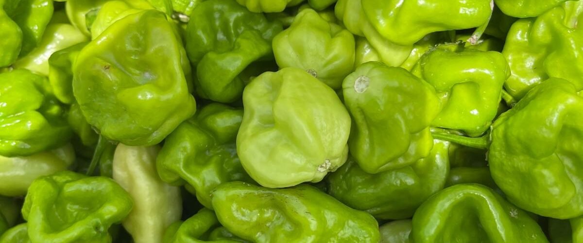Récolte de piments Loleza verts à la ferme FARM (BaySaWaar), campagne maraîchère 2026