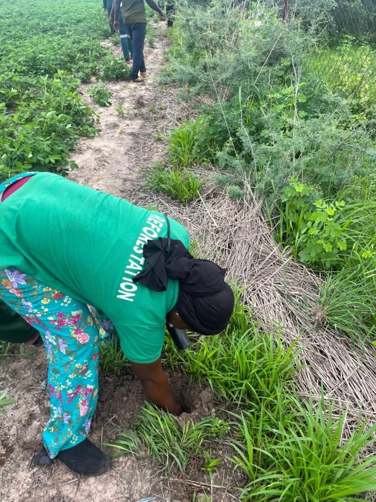 Reboisement à la ferme FARM (BaySaWaar), Minawara (Kaffrine, Sénégal)