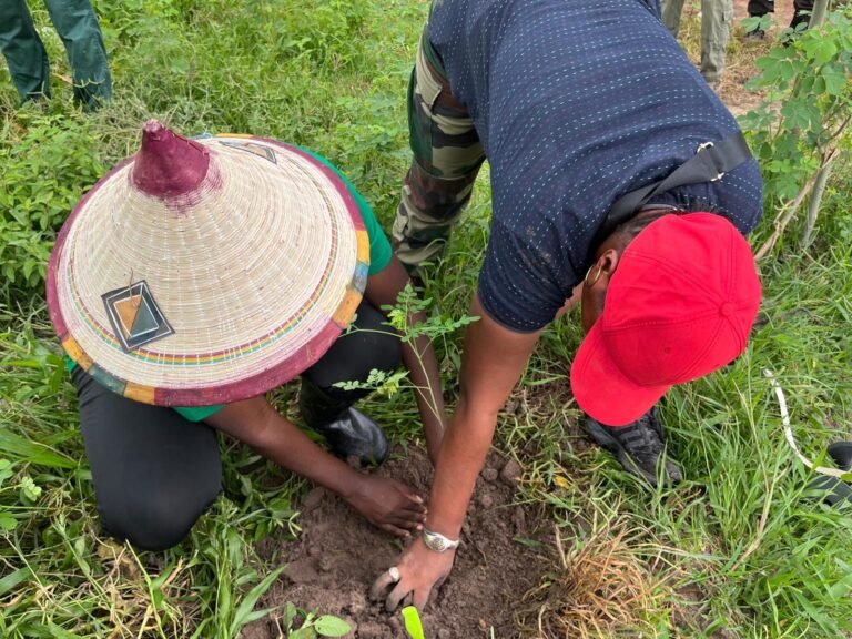 Plantation manuelle d’un jeune plant lors du reboisement à Minawara (Kaffrine, Sénégal)