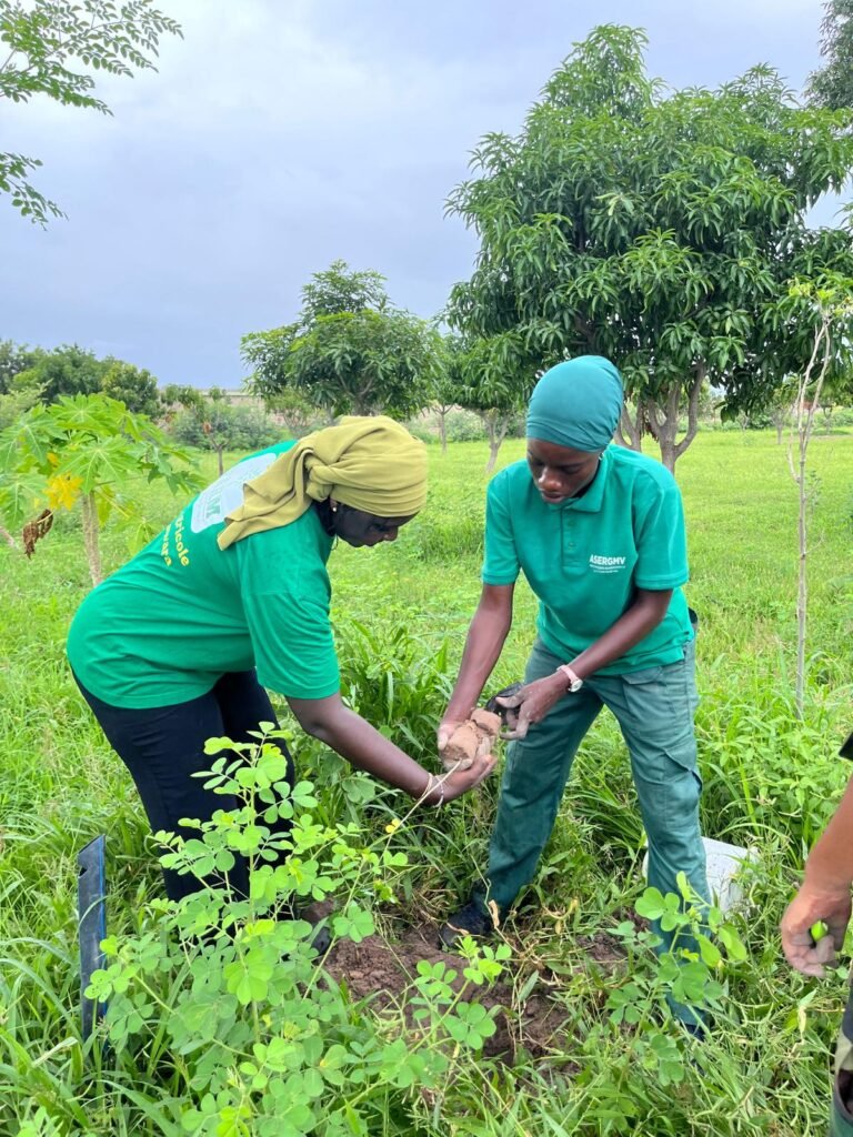 Mise en terre d’un plant à deux mains lors du reboisement à Minawara (Kaffrine, Sénégal)