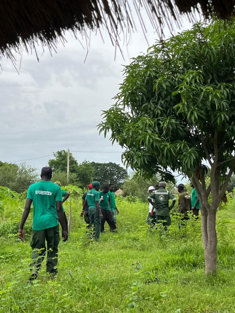 Reboisement à la ferme FARM (BaySaWaar), Minawara (Kaffrine, Sénégal)