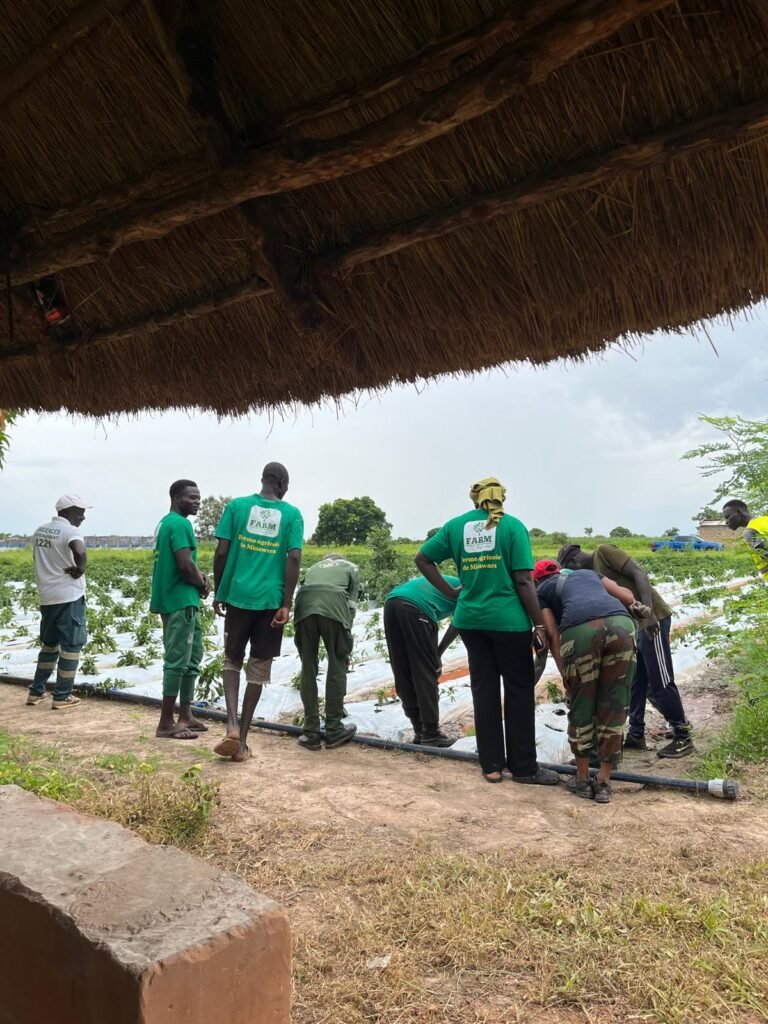 Reboisement à la ferme FARM (BaySaWaar), Minawara (Kaffrine, Sénégal)