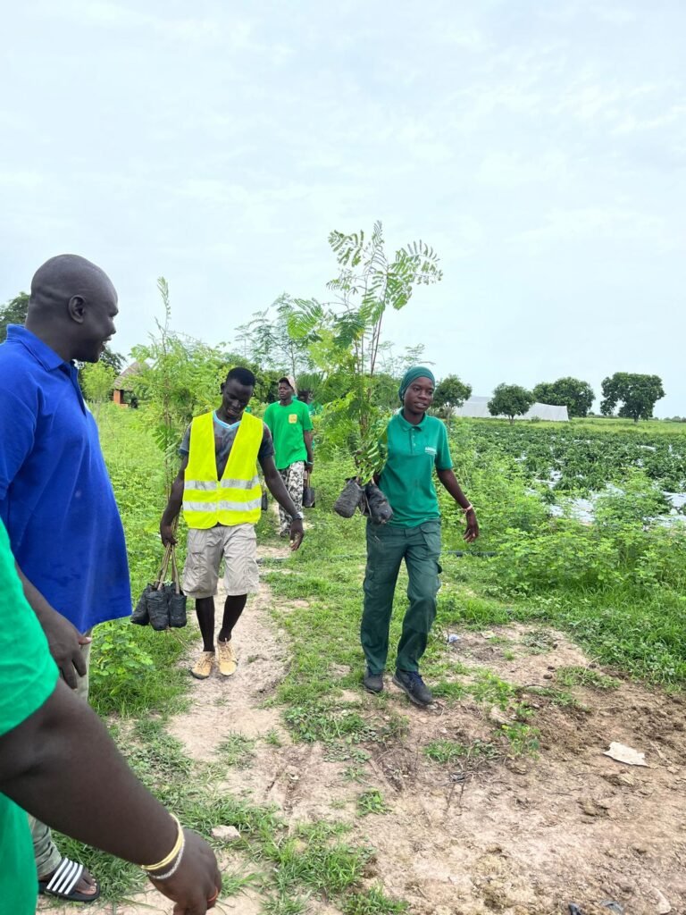 Reboisement à la ferme FARM (BaySaWaar), Minawara (Kaffrine, Sénégal)