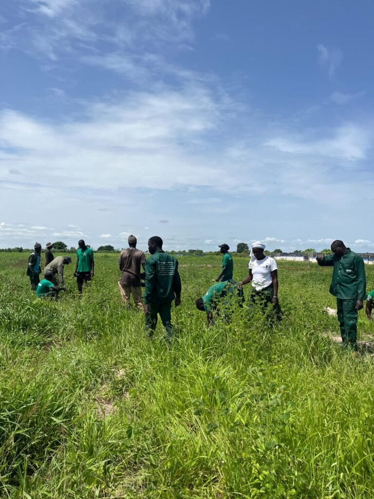 Reboisement à la ferme FARM (BaySaWaar), Minawara (Kaffrine, Sénégal)