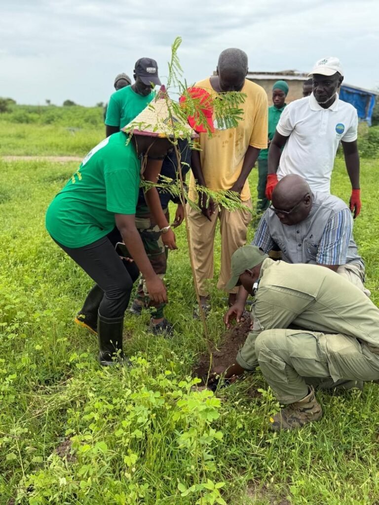 Reboisement à la ferme FARM (BaySaWaar), Minawara (Kaffrine, Sénégal)